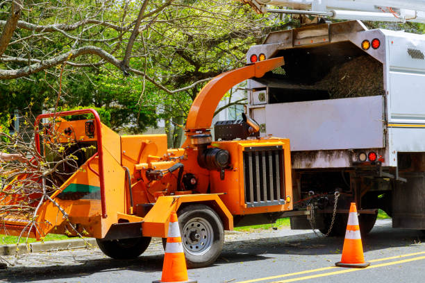 Tree and Shrub Care in Stephens City, VA